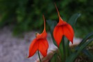 Masdevallia Amazon Veitchiana